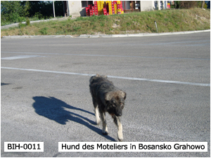 Hund des Moteliers in Bosansko Grahowo