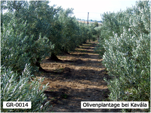Olivenplantage bei Kavála