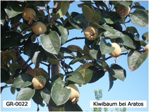 Kiwibaum bei Aratos
