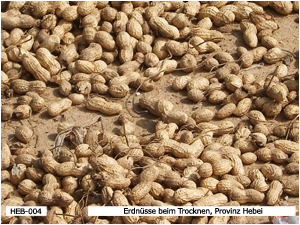 Erdnüsse beim Trocknen, Provinz Hebei