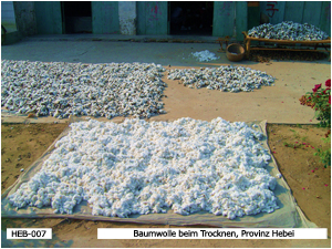 Baumwolle beim Trocknen, Provinz Hebei