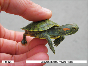 Babyschildkröte, Provinz Hubei