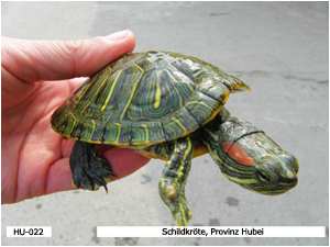 Schildkröte, Provinz Hubei
