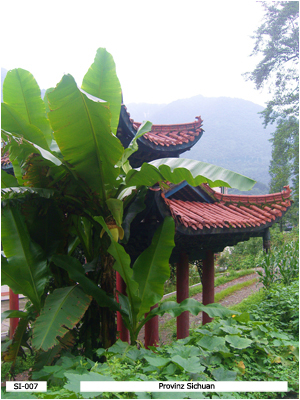 Bananenpflanze, Provinz Sichuan