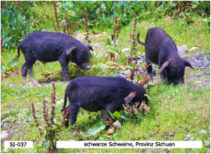 schwarze Schweine, Provinz Sichuan